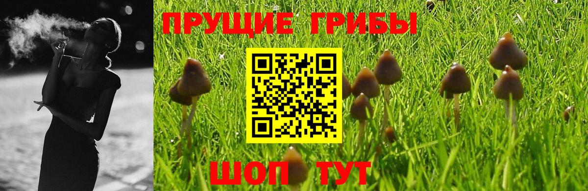 Псилоцибиновые грибы Psilocybe  цена наркотик  Вход с VPN  Малгобек  Галлюциногенные грибы MAGIC MUSHROOMS 